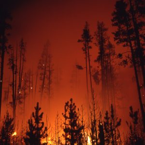 Fires In Yellowstone