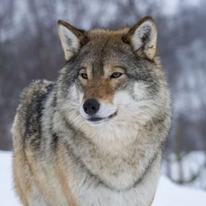 Gray-Wolf-1024x683.jpg