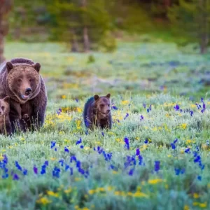 Grizzly-399-1024x576.webp