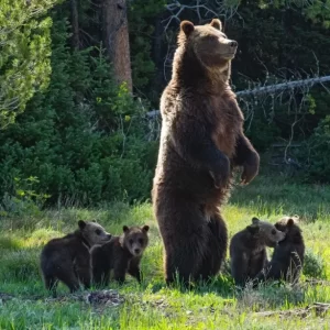 Grizzly-399-and-cubs-1024x614.webp