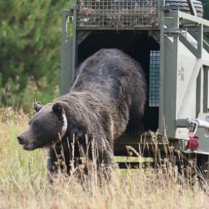 Grizzly-Relocation