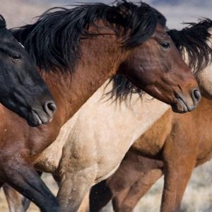 50th Anniversary of Horses and Burros Act