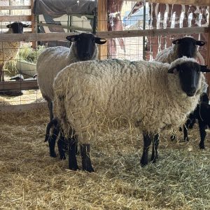 Lincoln County sheep_Julian_LR