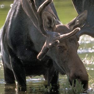 Moose In Yellowstone