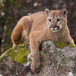 Mountain-Lion-805x534