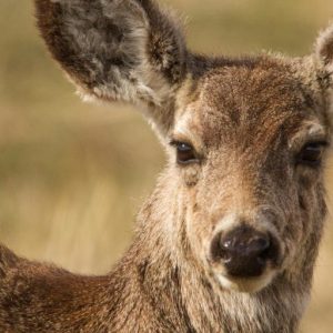 Mule Deer