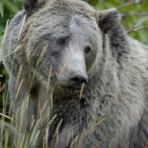 RSGrizzlyBear_Yellowstone_NPS_FPWC-1024x731.jpg