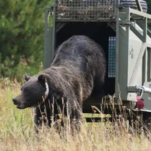 Grizzly capture and relocation. Photo: WGFD