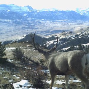 Trail-cam-mule-deer_Gerharter.jpg
