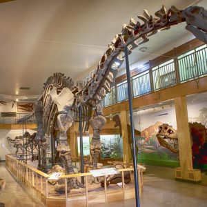 An Apatosaurus, also known as Brontosaurus, stands on display at the University of Wyoming Geological Museum. The Apatosaurus is a genus of sauropod dinosaur that lived from about 154 to 150 million years ago, during the Jurassic Period . It was one of the largest land animals known to have ever existed, with an average length of 75 ft and a mass of at least 16 metric tons.