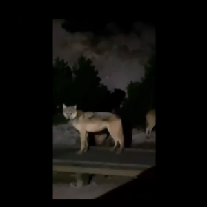 Screenshot from Wolf sighting video