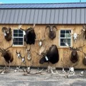 Three Men Charged in the Largest Poaching Case in Wyoming’s History