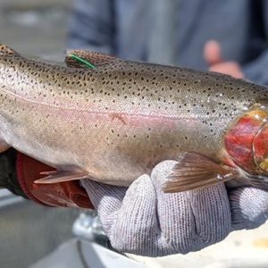WY-Game-and-Fish-tagged-trout.jpg