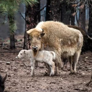 White-Buffalo.webp