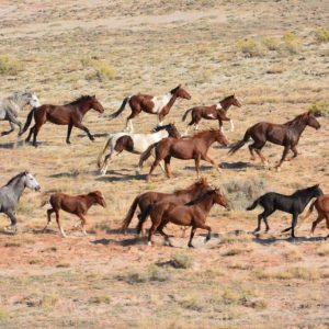 Wild-Horses-15-Mile-WY-1024x683.jpg