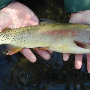 Yellowstone Cutthroat