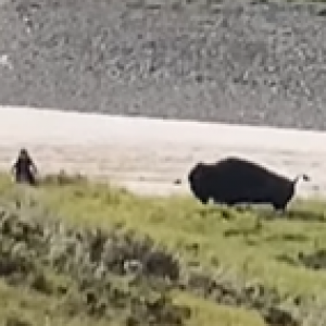 Yellowstone bison charge 8-7-21