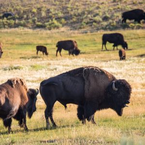 Yellowstone-bison-tongue-1024x683.jpg