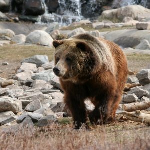 bear-yellowstone-national-park-wyoming
