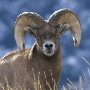 bighorn sheep