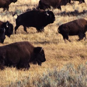 bison-801x534