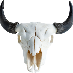 bison_skull