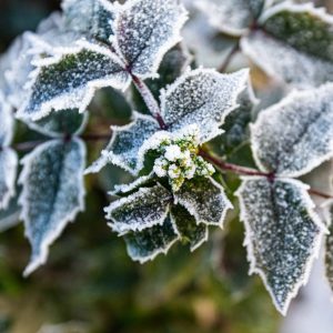 branch-close-up-cold-3006860