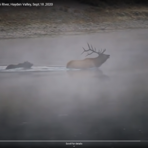 Grizzly Kills Elk