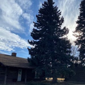 Pine Tree at Cody Visitor Center