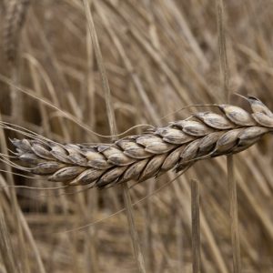 emmer-wheat_medium