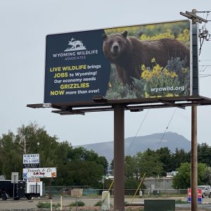 griz billboard