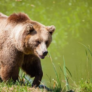 Grizzly bear walking near water