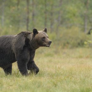 grizzly-top.jpg