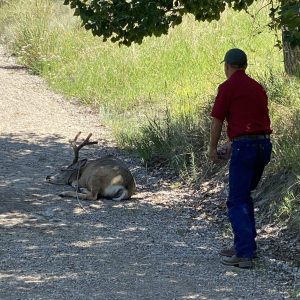 lasso deer