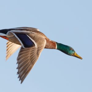 mallard_duck