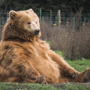 Bear sitting down.