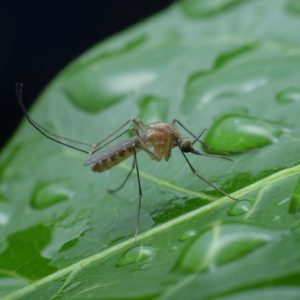 mosquito-on-green-leaf-with-water-droplets.jpg