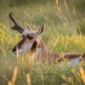 one horned antelope