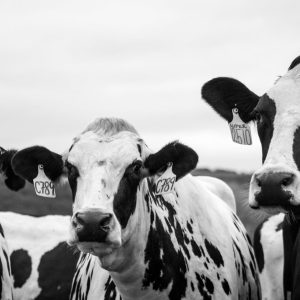 pexels-cows