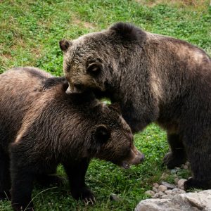 two grizzlies