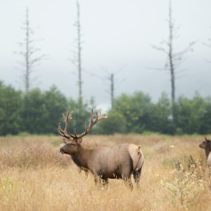 Elk