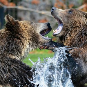 Grizzly Bears