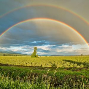 Rainbow in a field