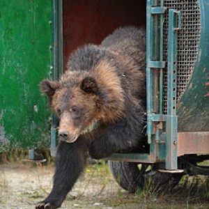 Suzie, one of two orphaned grizzly bears returned to the wild after being rehabilitated at the Northern Lights Wildlife Shelter, takes her first steps to freedom. The International Fund for Animal Welfare and the Govt of British Columbia  will track the bears using GPS technology to test grizzly bear rehabilitation in Canada.