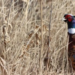 rooster-pheasant_crop
