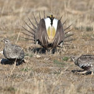 sagegrouse_Todd-Patrick.jpg