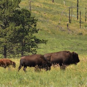 trio-migrating-american-bison-grazing-summer-time-1024x683.jpg
