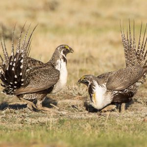two grouse fight