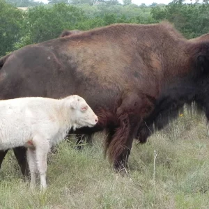 white-bison-1-WEB