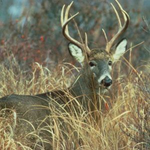 white tailed deer